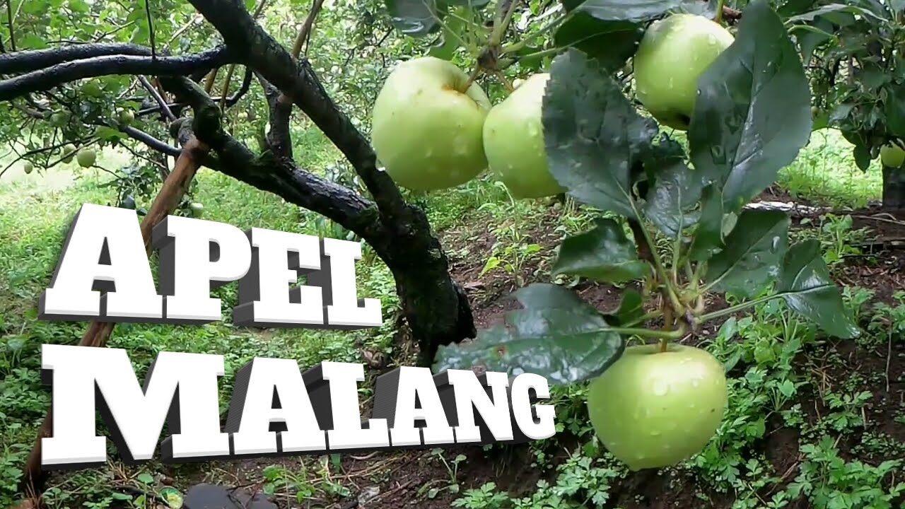 WISATA PETIK APEL MALANG - Explore Batu Malang | Agrowisata - YouTube