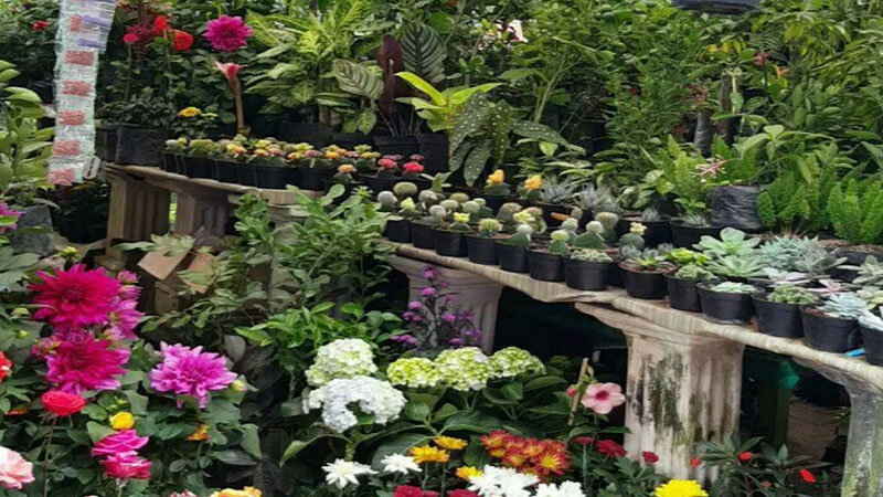 Manjakan Matamu di Lautan Bunga Taman Wisata Selecta Malang | KepoGaul