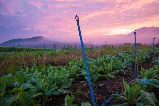 salah satu view istimewa di Posong. sumber: istockphoto.com
